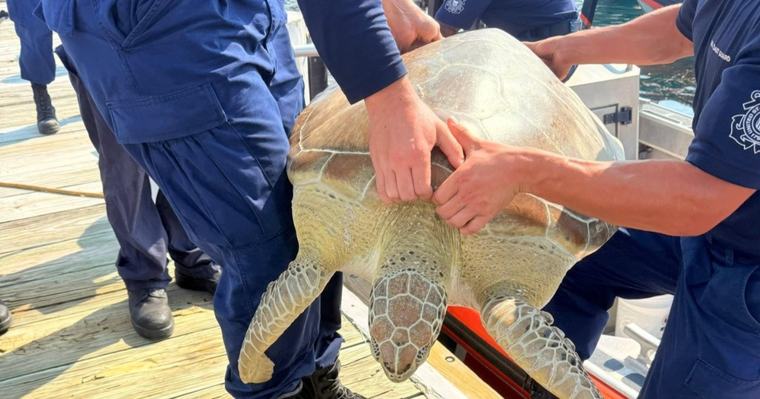 Guardia Costera rescata tortuga marina en apuros en aguas de los Cayos de Florida